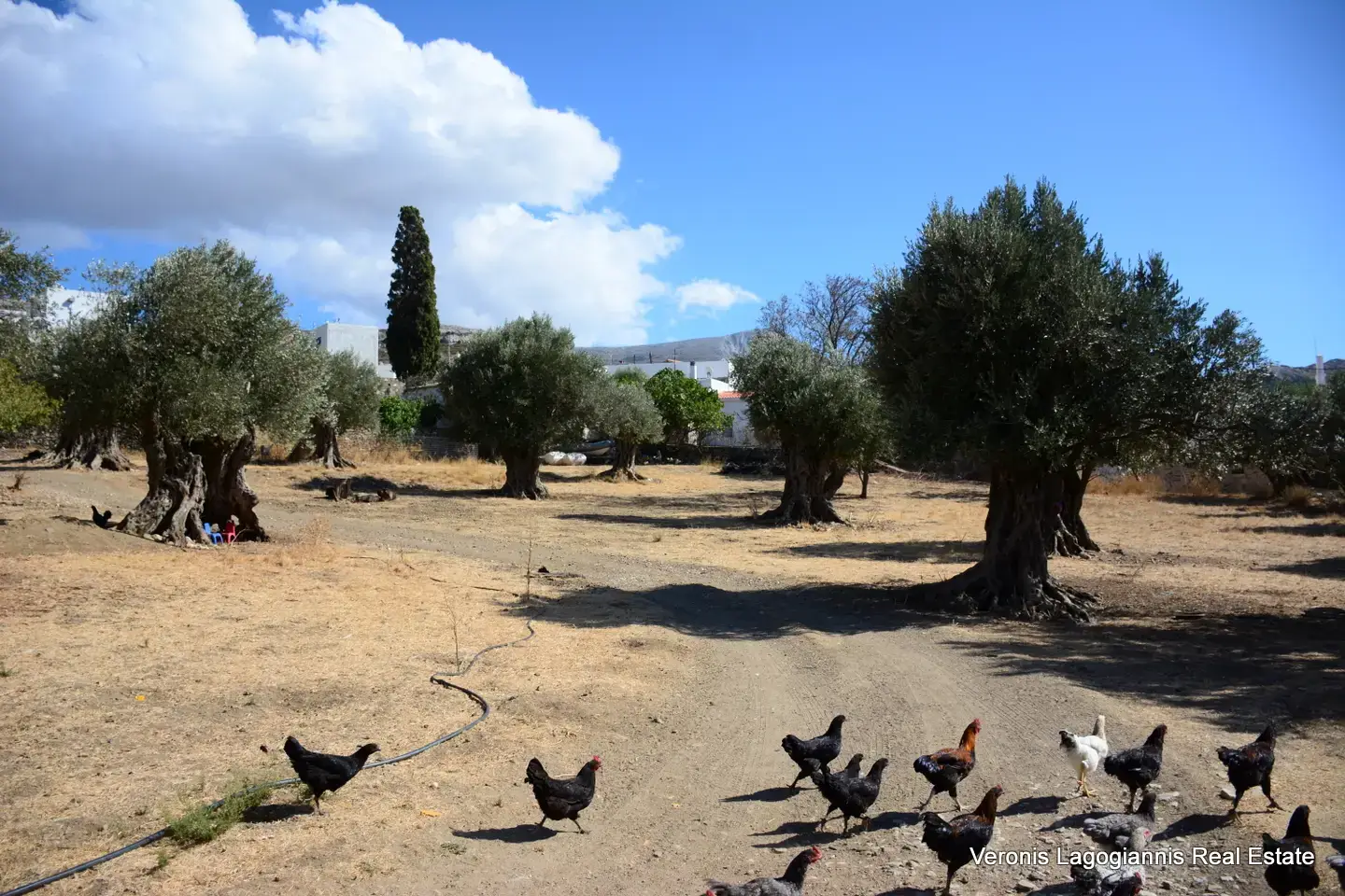 DSC_8765 Καλόξυλος Νάξος / Αρχαίος ελαιώνας 4.000 m2 /640600