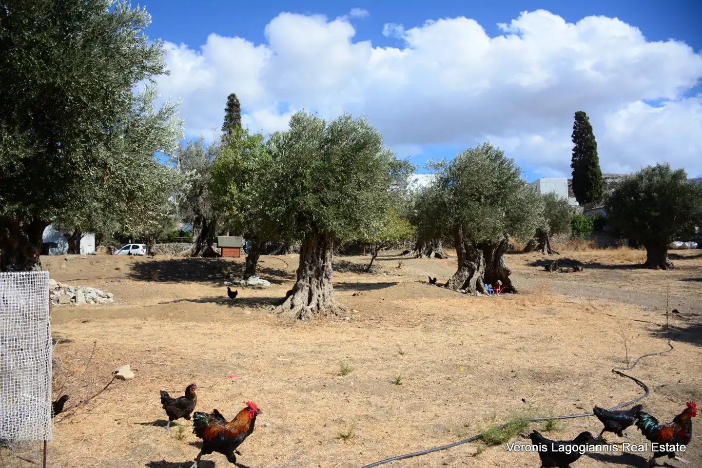 DSC_8766 Kaloxylos Naxos / Ancient olive grove 2.000 m2 / 640604
