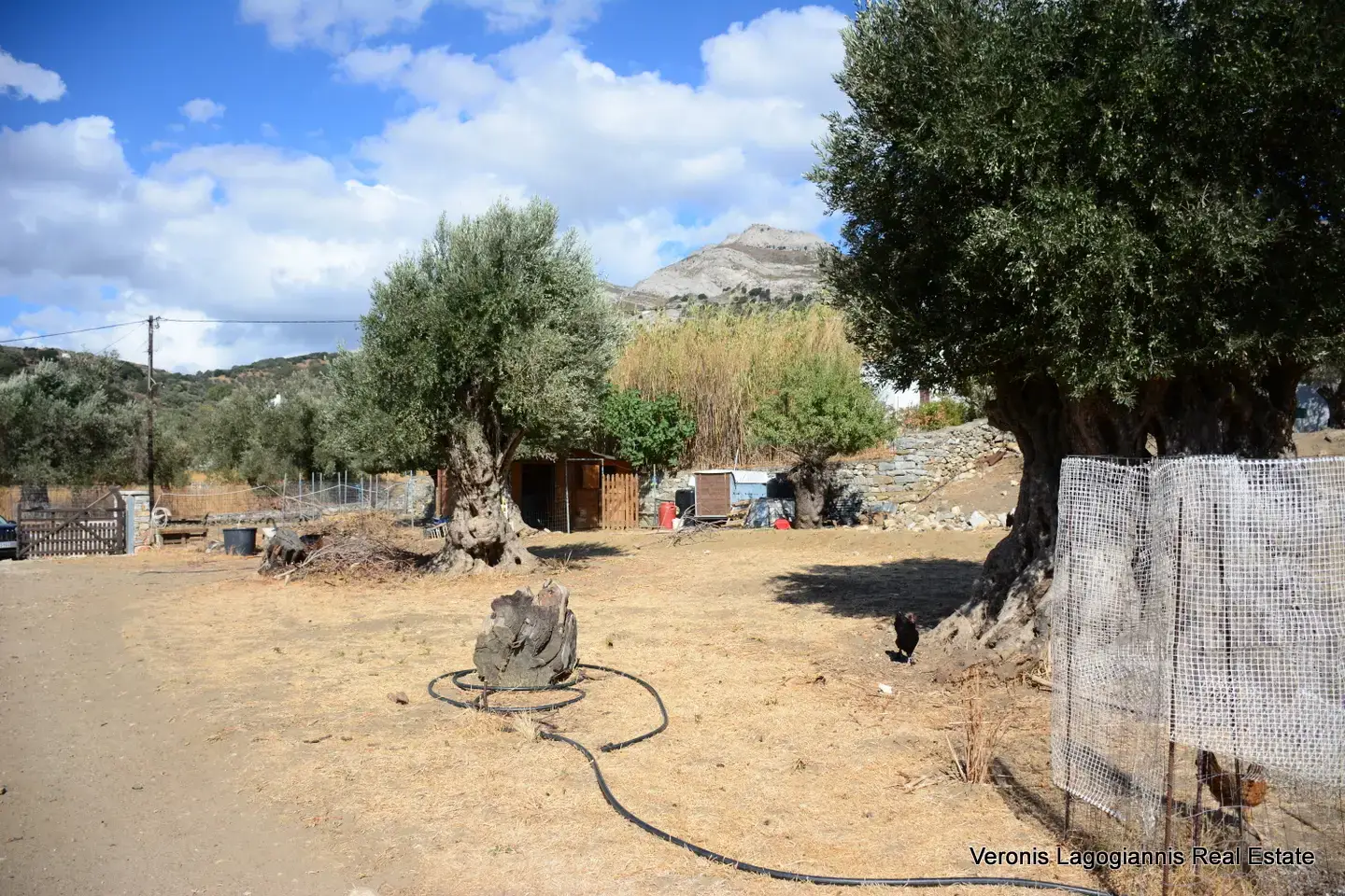 DSC_8767 Καλόξυλος Νάξος / Αρχαίος ελαιώνας 4.000 m2 /640600