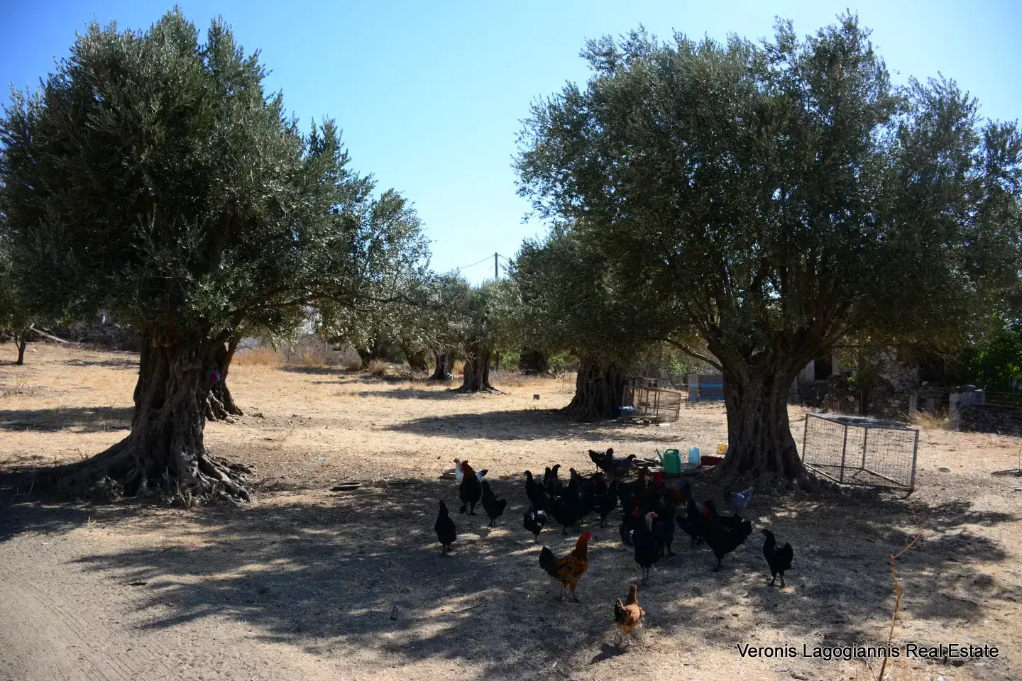DSC_8768 Kaloxylos Naxos / Ancient olive grove 2.000 m2 / 640604
