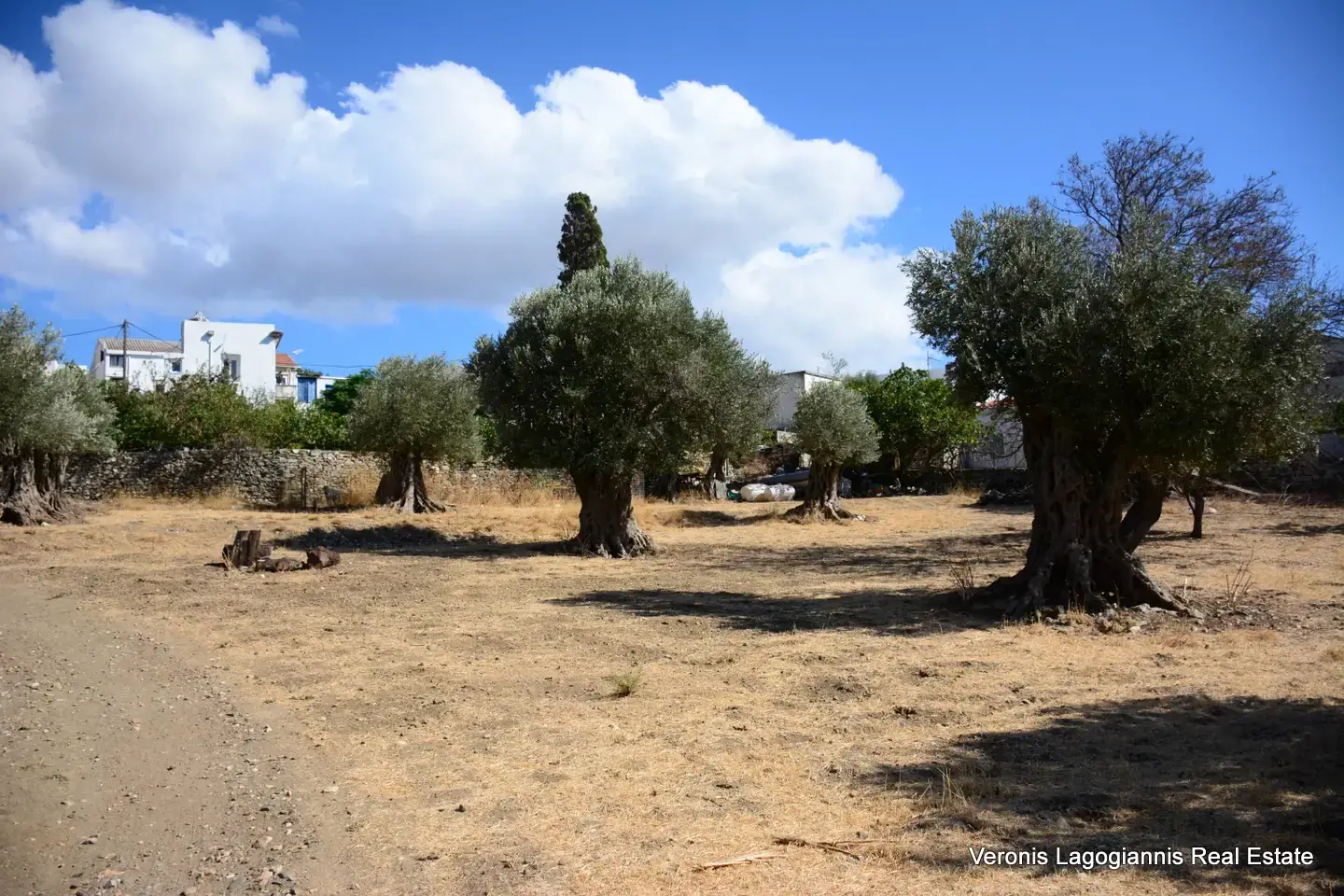 DSC_8769 Kaloxylos Naxos / Ancient olive grove 2.000 m2 / 640604