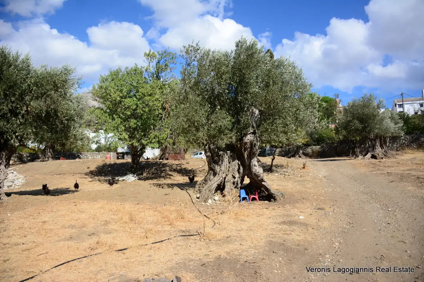 DSC_8770 Kaloxylos Naxos / Ancient olive grove 2.000 m2 / 640604