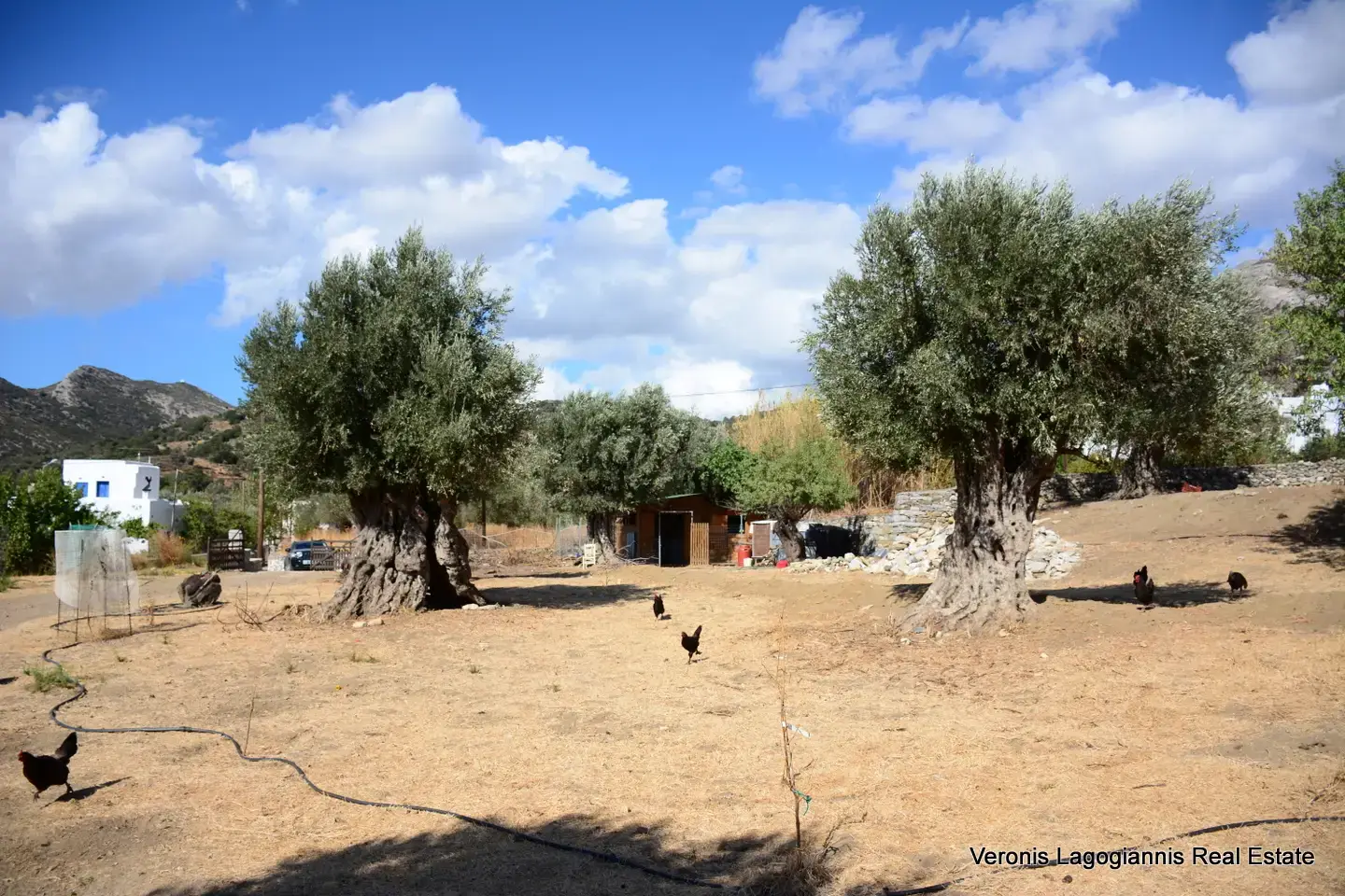 DSC_8771 Kaloxylos Naxos / Ancient olive grove 2.000 m2 / 640604