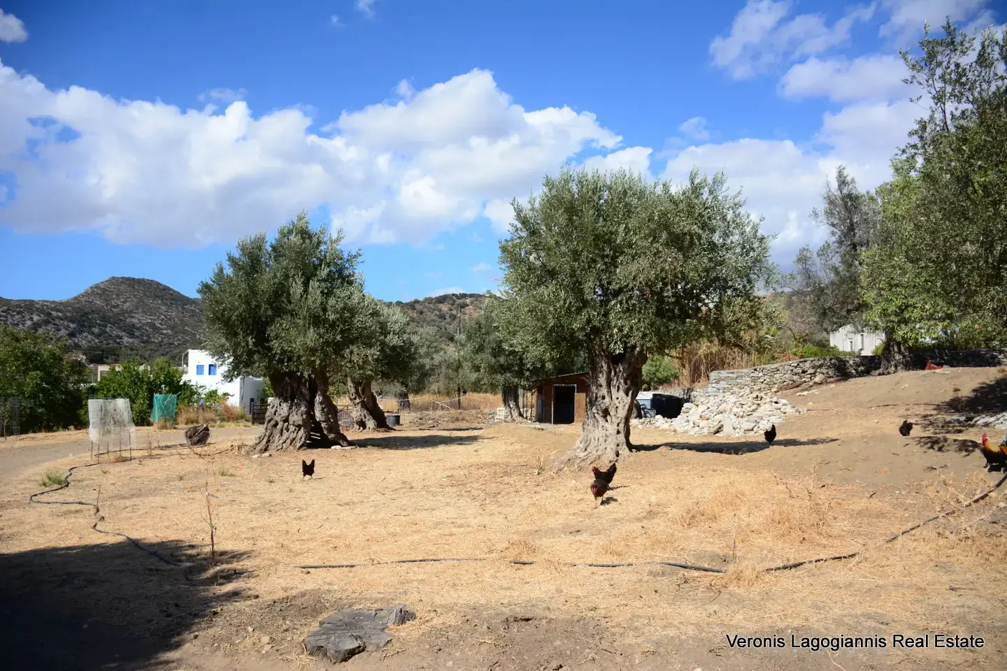 DSC_8772 Kaloxylos Naxos / Ancient olive grove 2.000 m2 / 640604