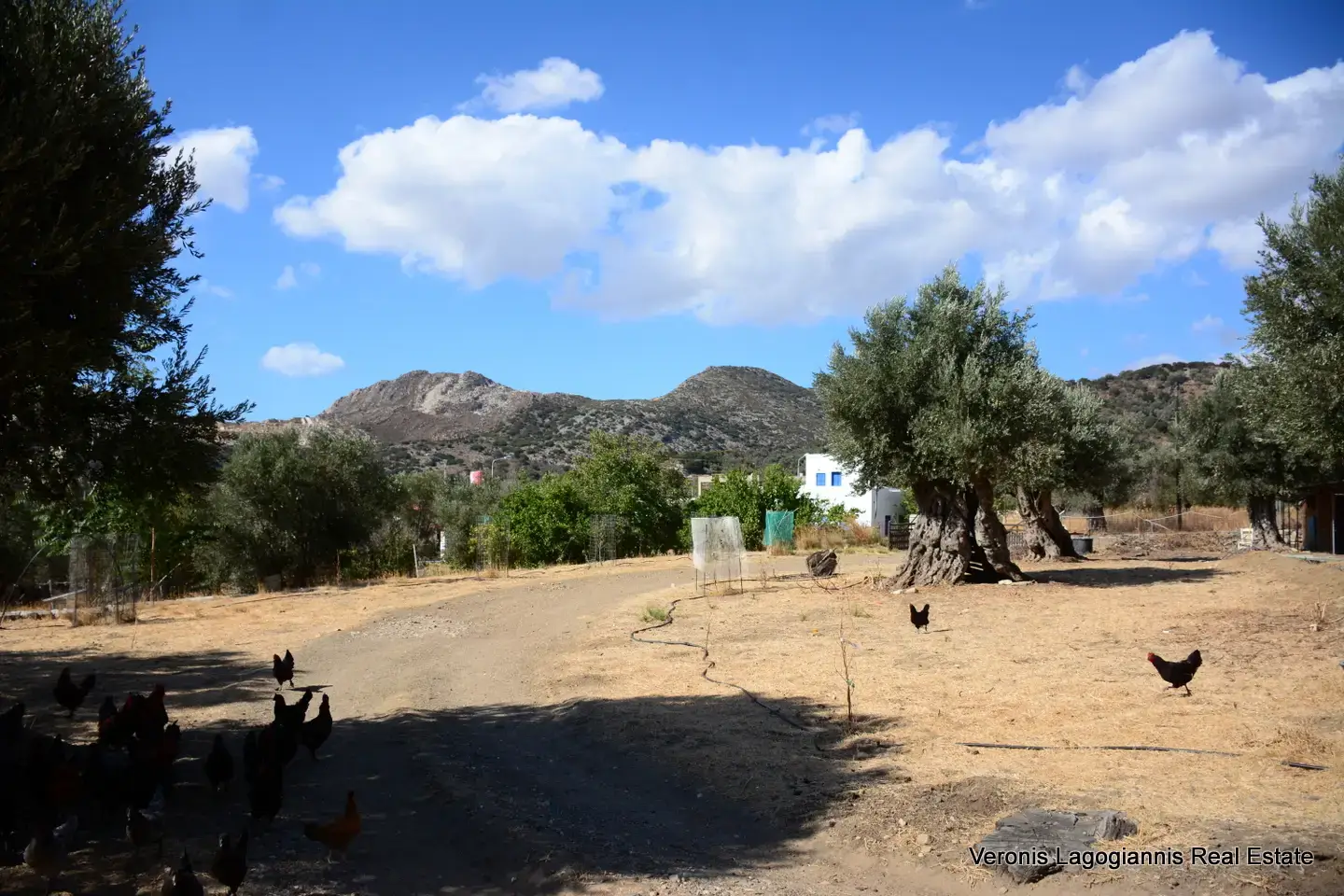 DSC_8773 Καλόξυλος Νάξος / Αρχαίος ελαιώνας 4.000 m2 /640600