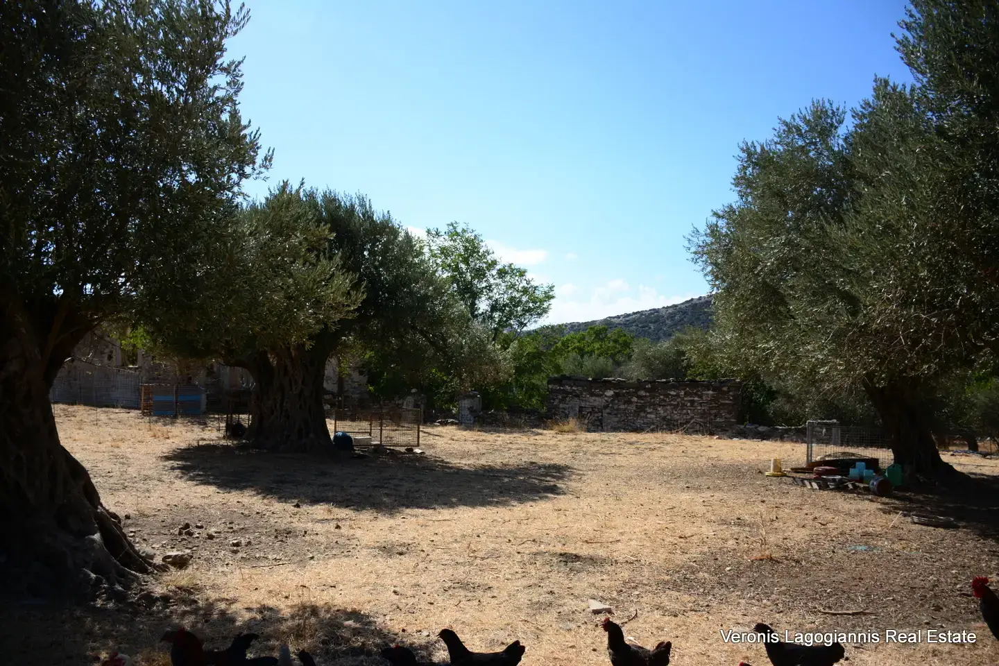 DSC_8774 Καλόξυλος Νάξος / Αρχαίος ελαιώνας 4.000 m2 /640600