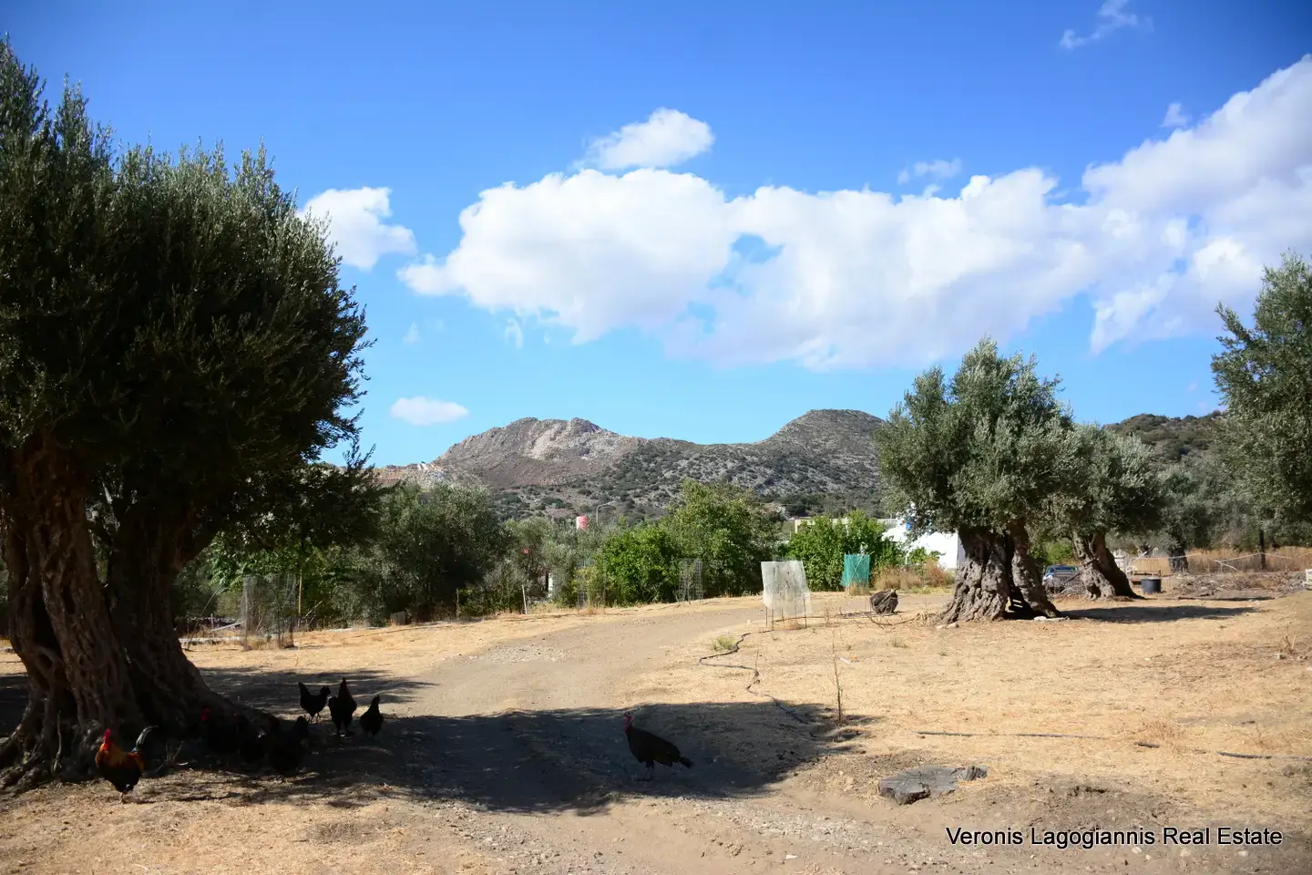 DSC_8776 Kaloxylos Naxos / Ancient olive grove 2.000 m2 / 640604