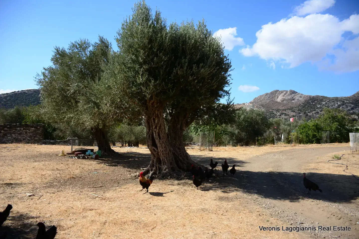 DSC_8777 Καλόξυλος Νάξος / Αρχαίος ελαιώνας 4.000 m2 /640600