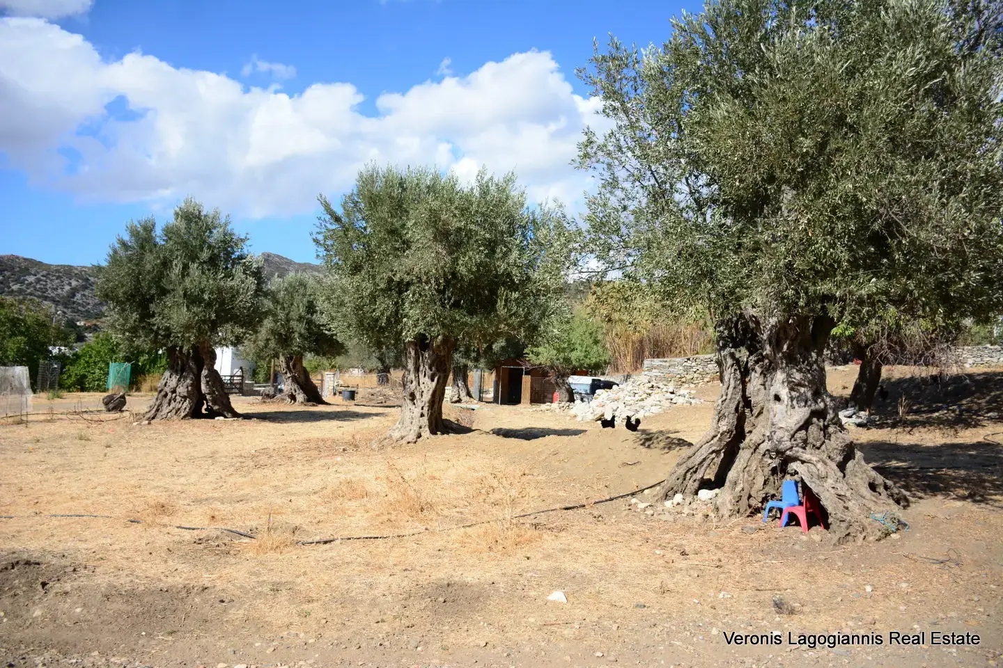 DSC_8779 Kaloxylos Naxos / Ancient olive grove 2.000 m2 / 640604