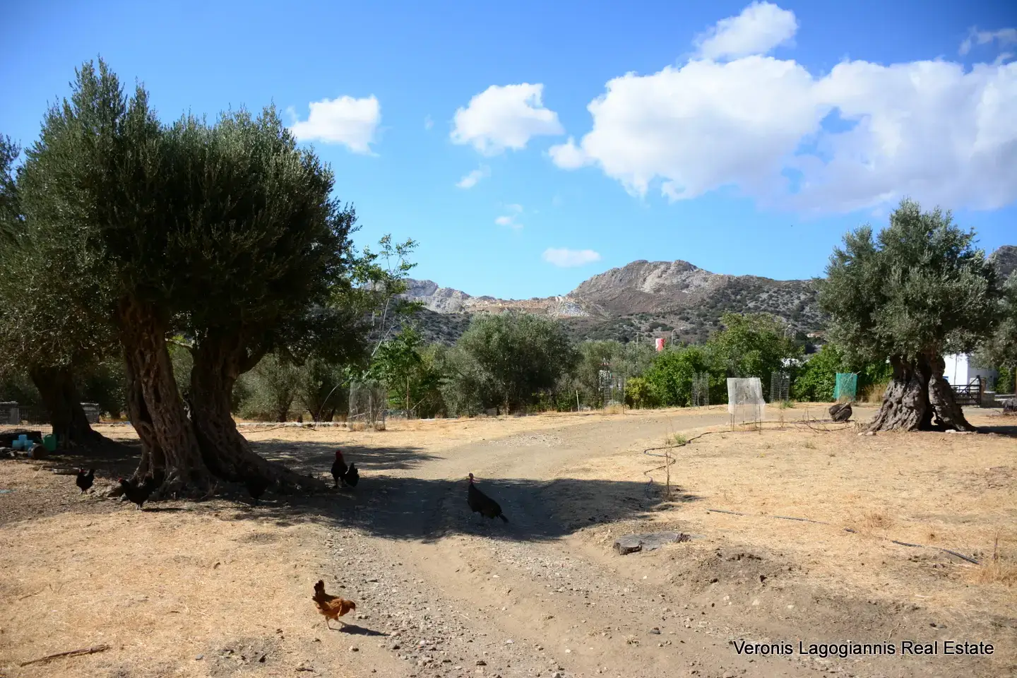 DSC_8780 Καλόξυλος Νάξος / Αρχαίος ελαιώνας 4.000 m2 /640600