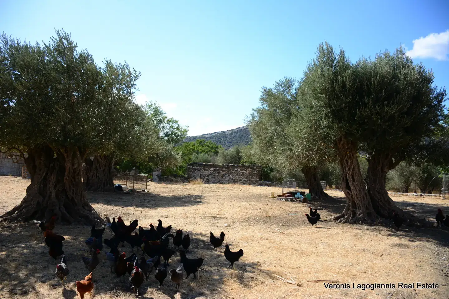DSC_8781 Kaloxylos Naxos / Ancient olive grove 2.000 m2 / 640604