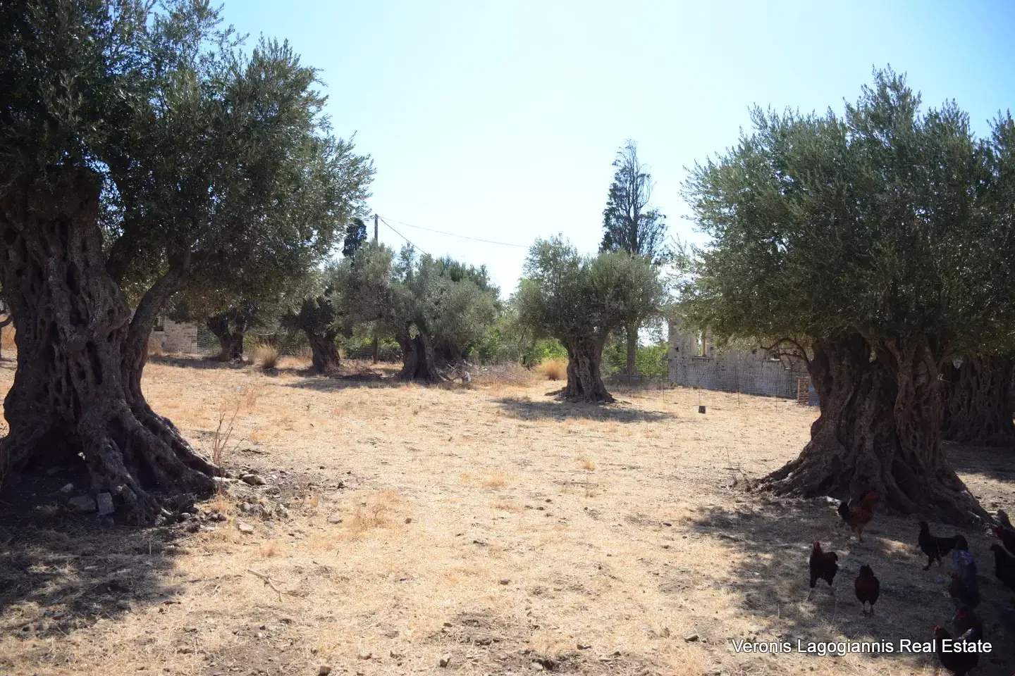 DSC_8782 Kaloxylos Naxos / Ancient olive grove 2.000 m2 / 640604