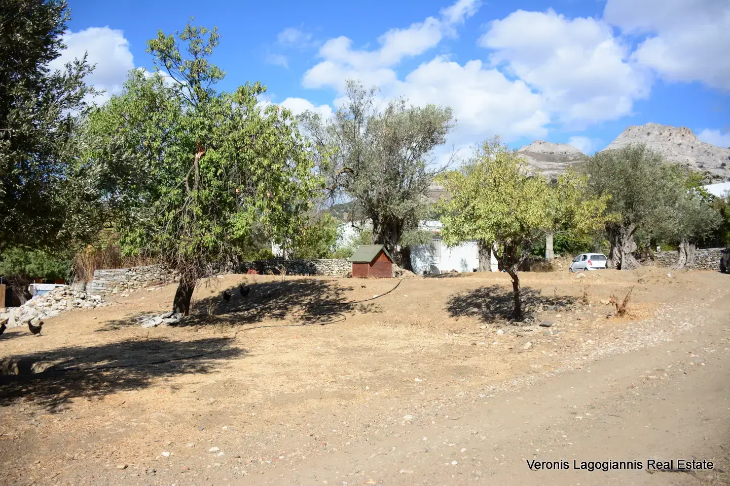 DSC_8785 Kaloxylos Naxos / Ancient olive grove 2.000 m2 / 640604