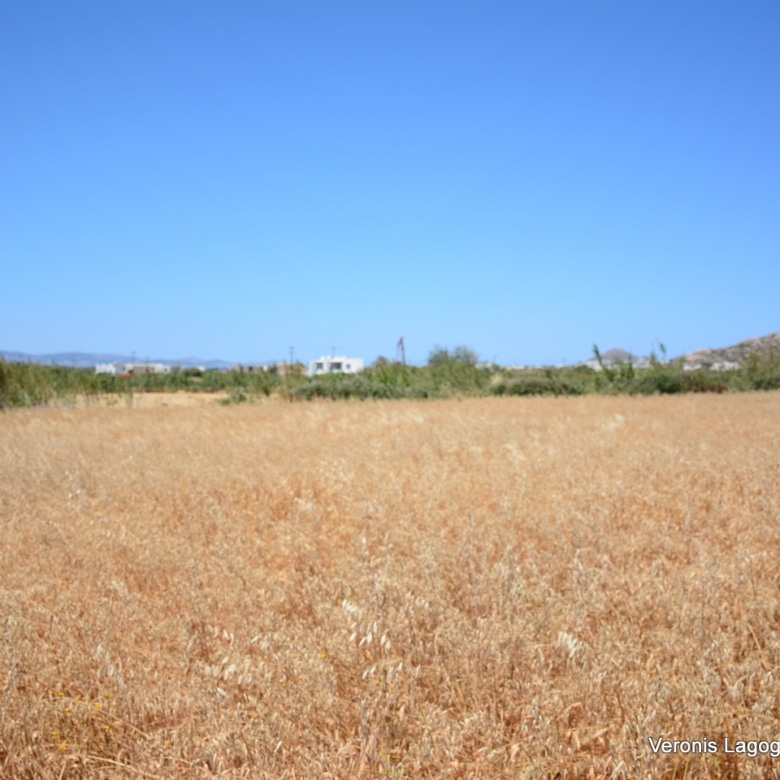 Plaka Naxos – Plot 2.500m2 / 640680