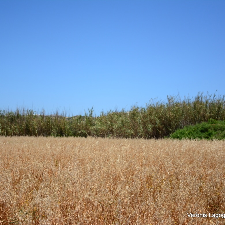 Plaka Naxos – Plot 2.500m2 / 640680
