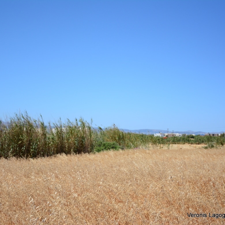 Plaka Naxos – Plot 2.500m2 / 640680