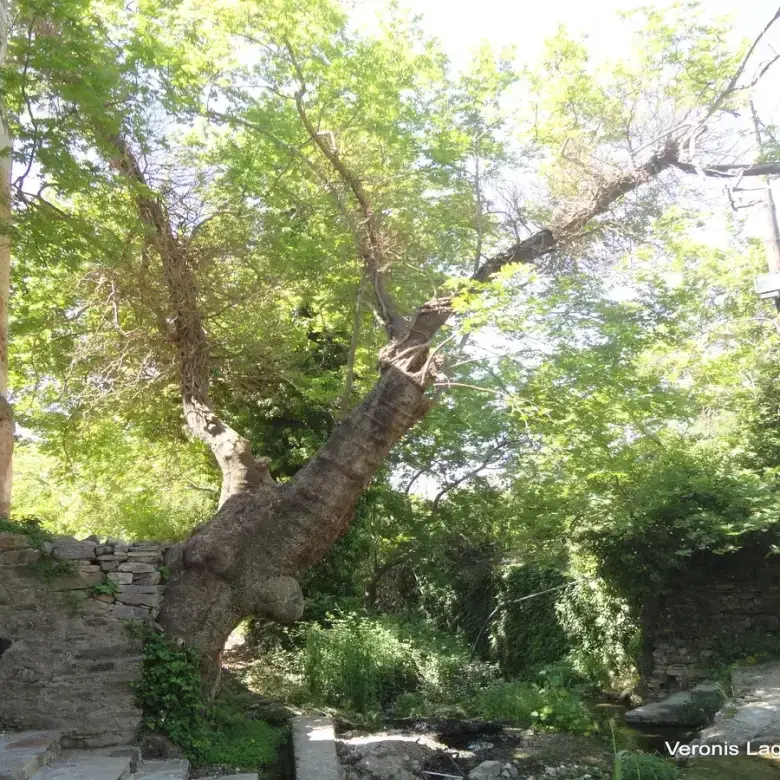 Potamia / Medieval tower