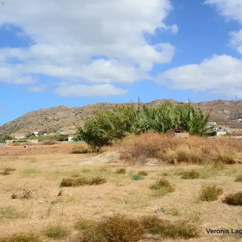 Μικρή Βίγλα / Αγροτεμάχιο 8.000 m2