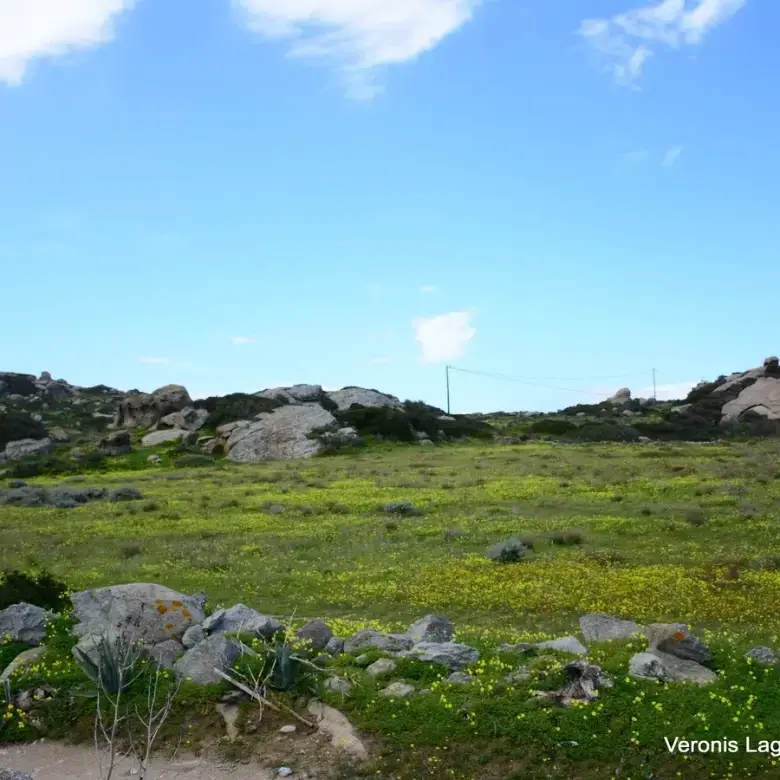 Agios Arsenios / Αgricultural land of 6.431 m2