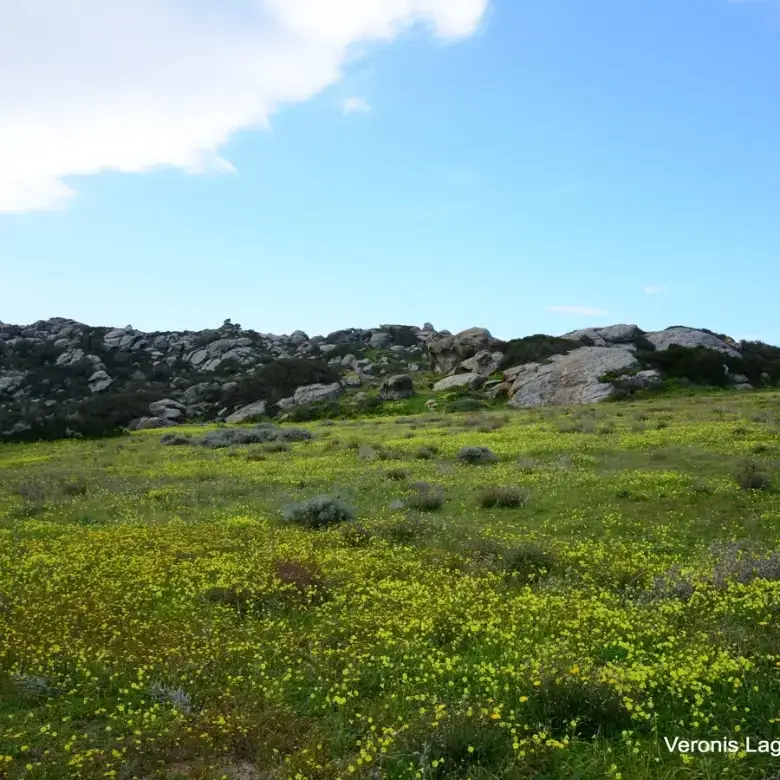 Agios Arsenios / Αgricultural land of 6.431 m2