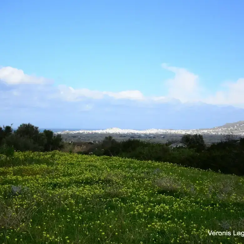 Agios Arsenios / Αgricultural land of 6.431 m2