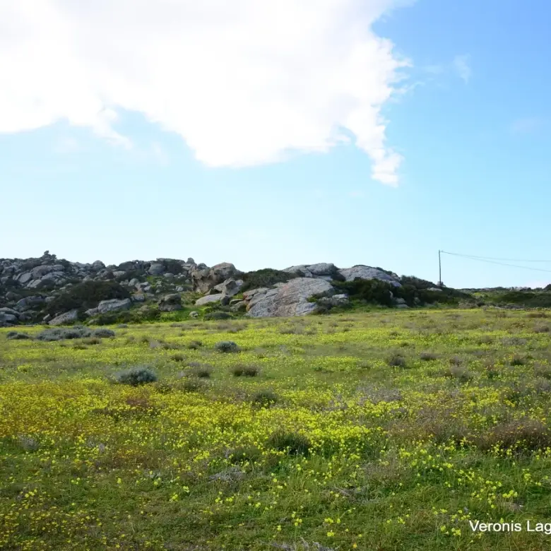 Agios Arsenios / Αgricultural land of 6.431 m2