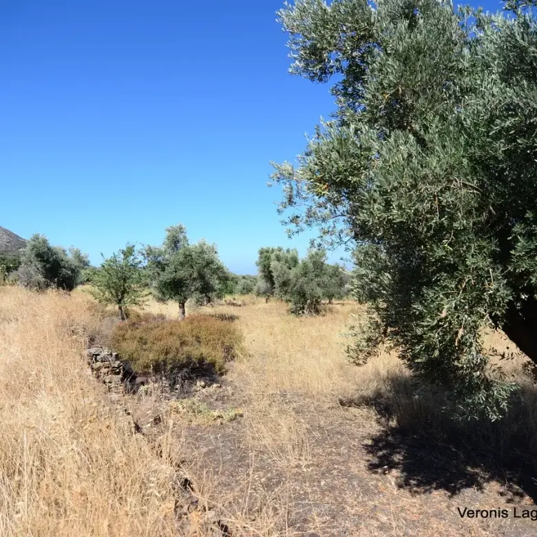 Damariona / Agricultural land of 2.508 m2
