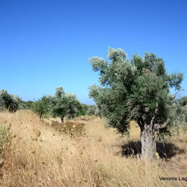 Damariona / Agricultural land of 2.508 m2