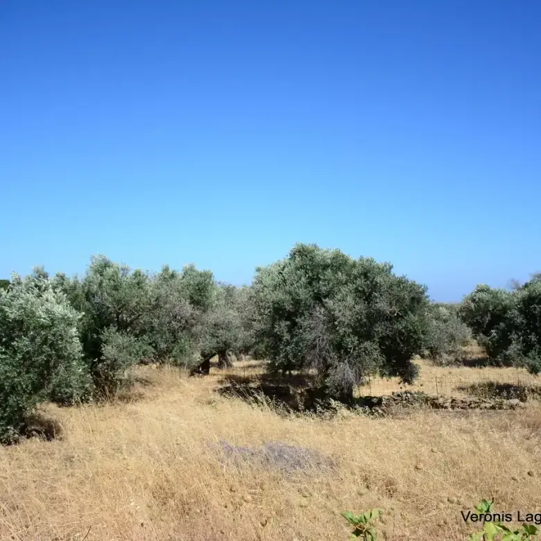 Damariona / Agricultural land of 2.508 m2
