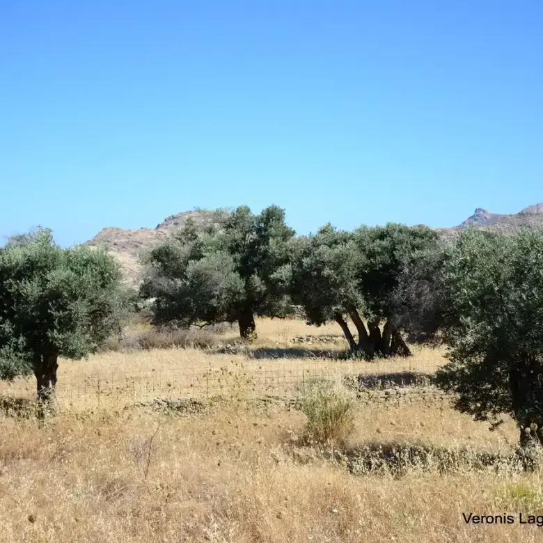 Damariona / Agricultural land of 2.508 m2