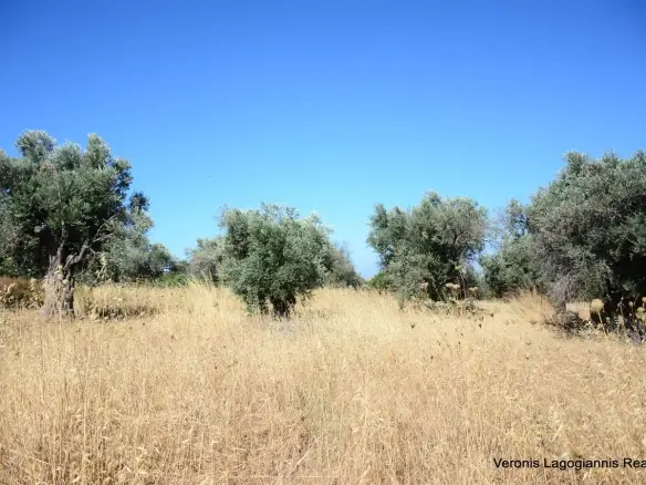 Δαμαριώνας / Ελαιώνας 2.508 m2.