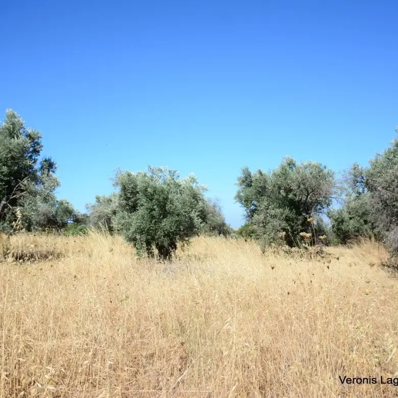 Δαμαριώνας / Ελαιώνας 2.508 m2.