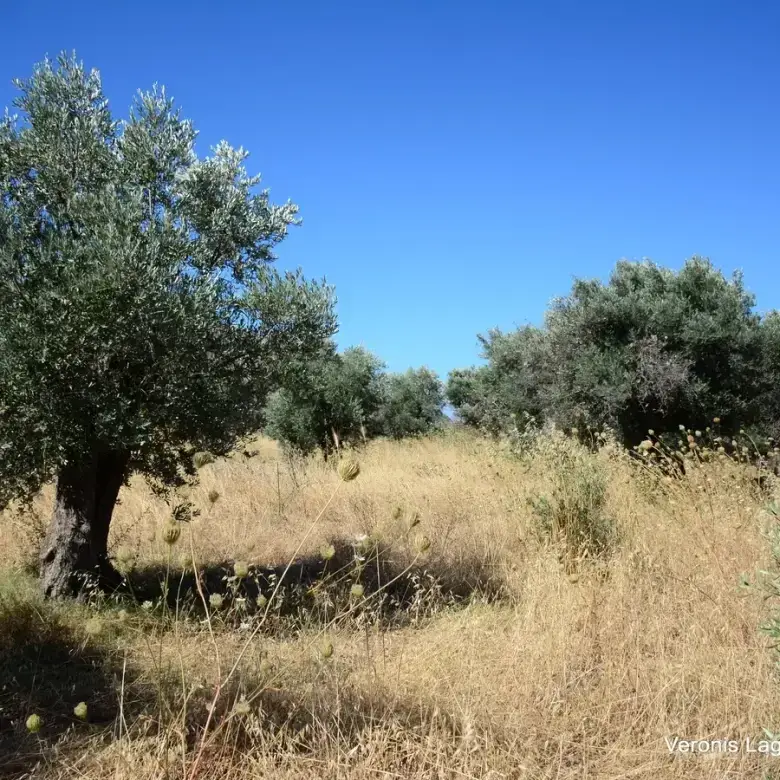 Damariona / Agricultural land of 2.508 m2