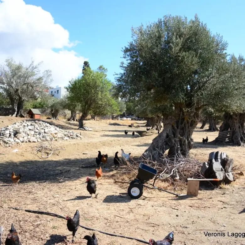 Καλόξυλος Νάξος / Αρχαίος ελαιώνας 4.000 m2 /640600