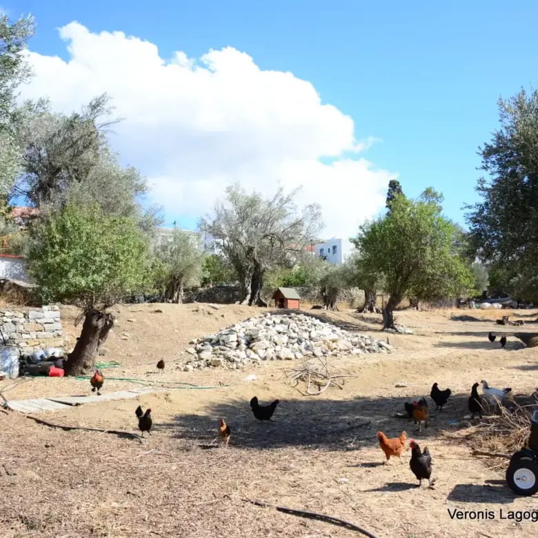 Καλόξυλος Νάξος / Αρχαίος ελαιώνας 4.000 m2 /640600