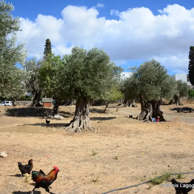 Kaloxylos Naxos / Ancient olive grove 2.000 m2 / 640604