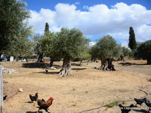 Kaloxylos Naxos / Ancient olive grove 2.000 m2 / 640604
