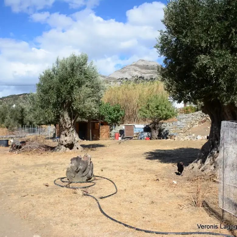 Καλόξυλος Νάξος / Αρχαίος ελαιώνας 4.000 m2 /640600