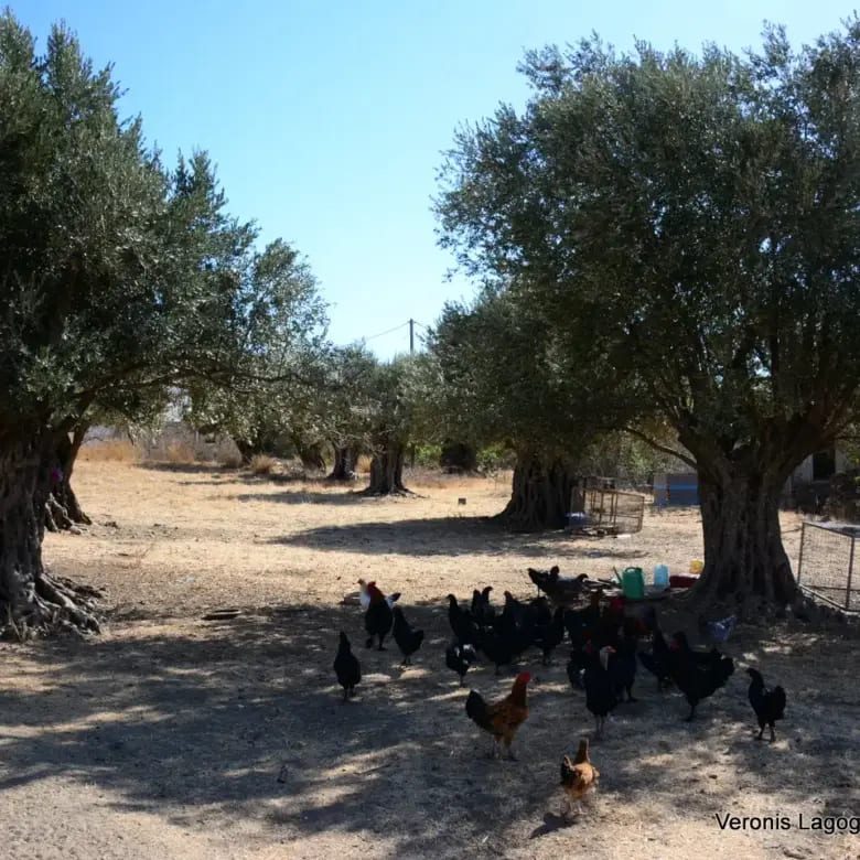 Καλόξυλος Νάξος / Αρχαίος ελαιώνας 4.000 m2 /640600