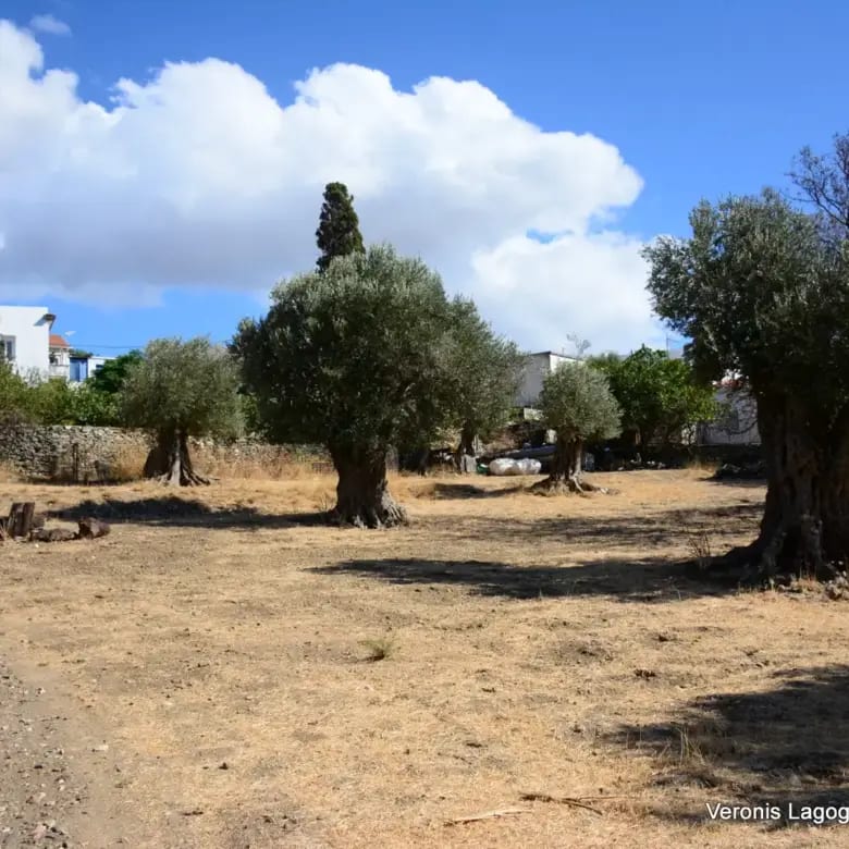 Καλόξυλος Νάξος / Αρχαίος ελαιώνας 4.000 m2 /640600