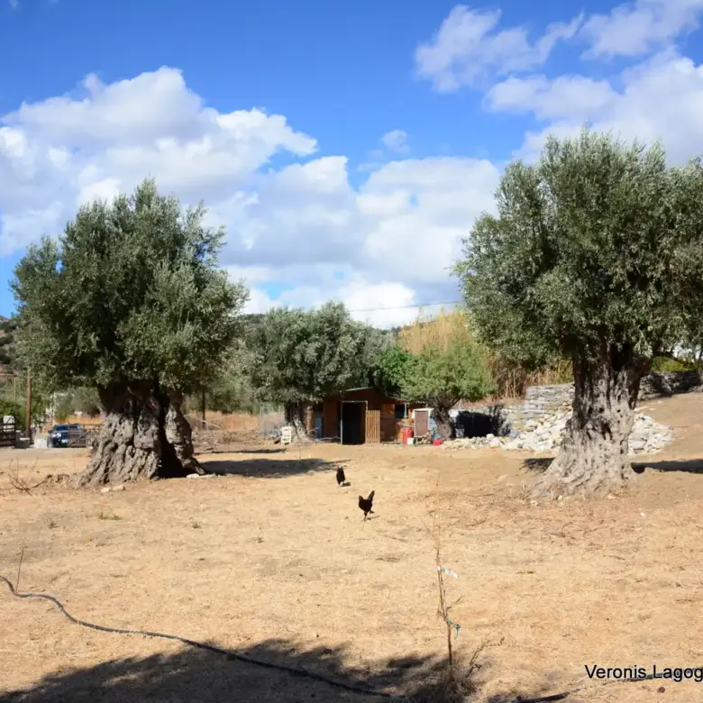 Kaloxylos Naxos / Ancient olive grove 2.000 m2 / 640604