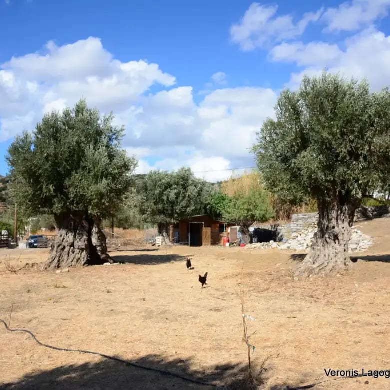 Καλόξυλος Νάξος / Αρχαίος ελαιώνας 4.000 m2 /640600