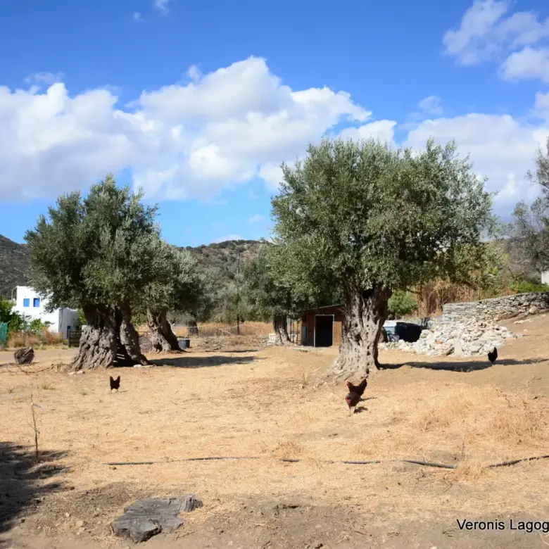 Kaloxylos Naxos / Ancient olive grove 2.000 m2 / 640604