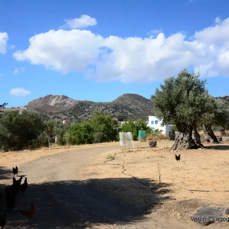 Kaloxylos Naxos / Ancient olive grove 2.000 m2 / 640604