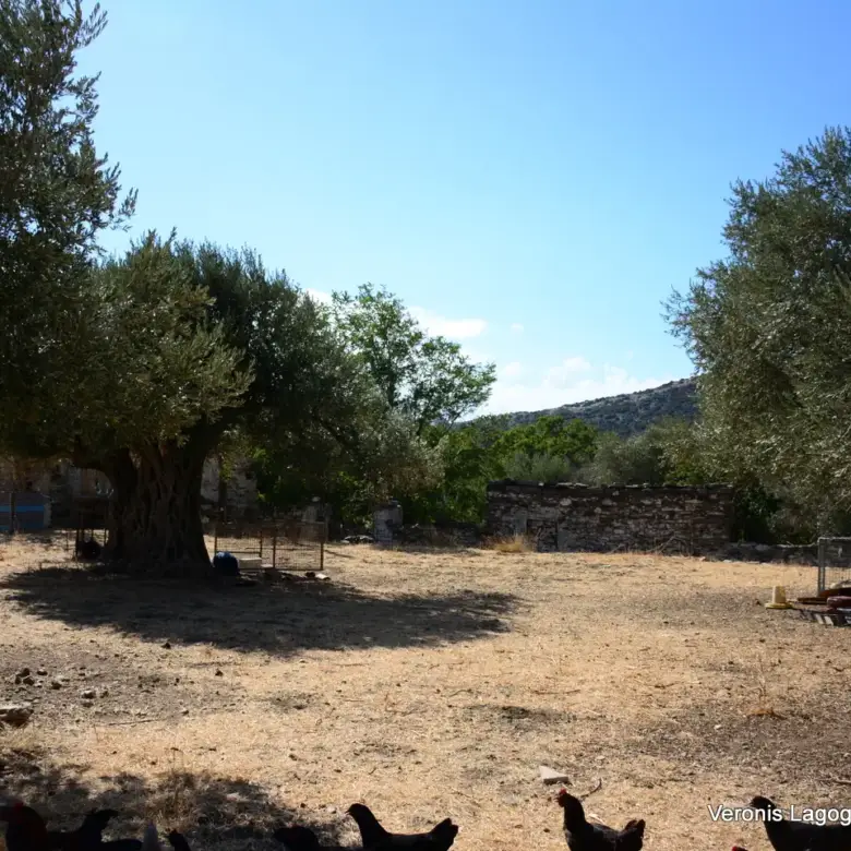 Kaloxylos Naxos / Ancient olive grove 2.000 m2 / 640604
