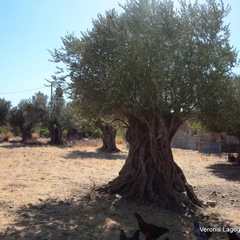 Kaloxylos Naxos / Ancient olive grove 2.000 m2 / 640604