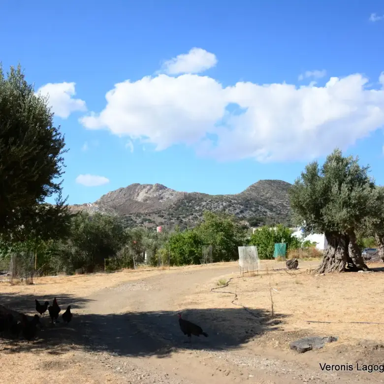 Kaloxylos Naxos / Ancient olive grove 2.000 m2 / 640604