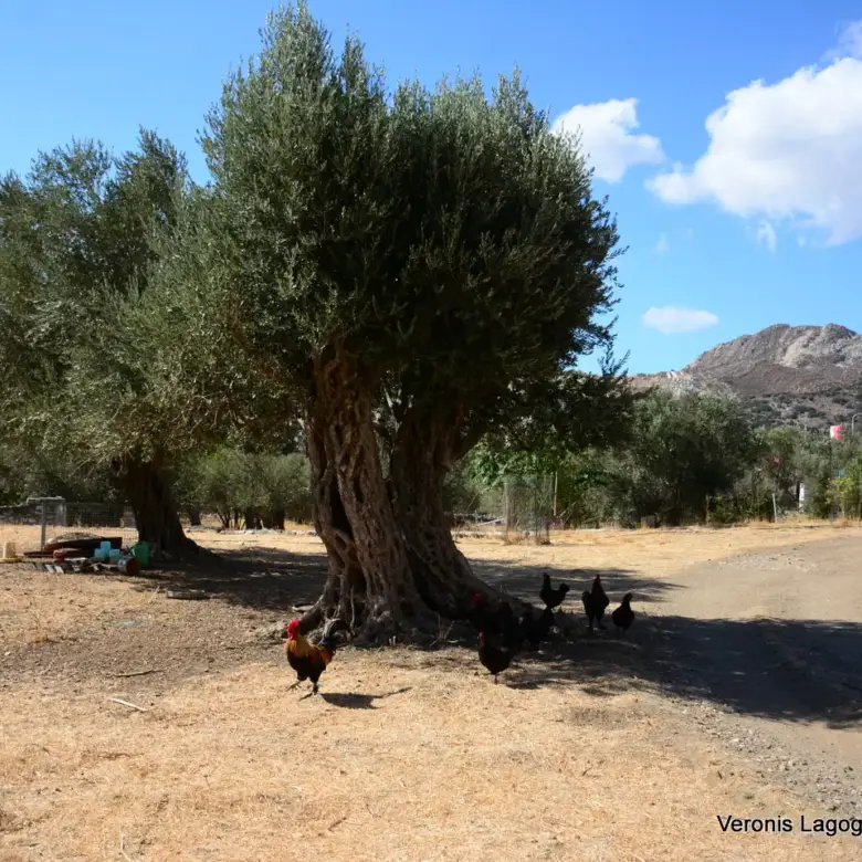 Καλόξυλος Νάξος / Αρχαίος ελαιώνας 4.000 m2 /640600