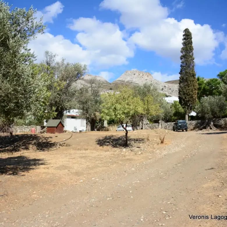 Καλόξυλος Νάξος / Αρχαίος ελαιώνας 4.000 m2 /640600