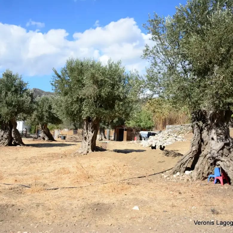 Καλόξυλος Νάξος / Αρχαίος ελαιώνας 4.000 m2 /640600